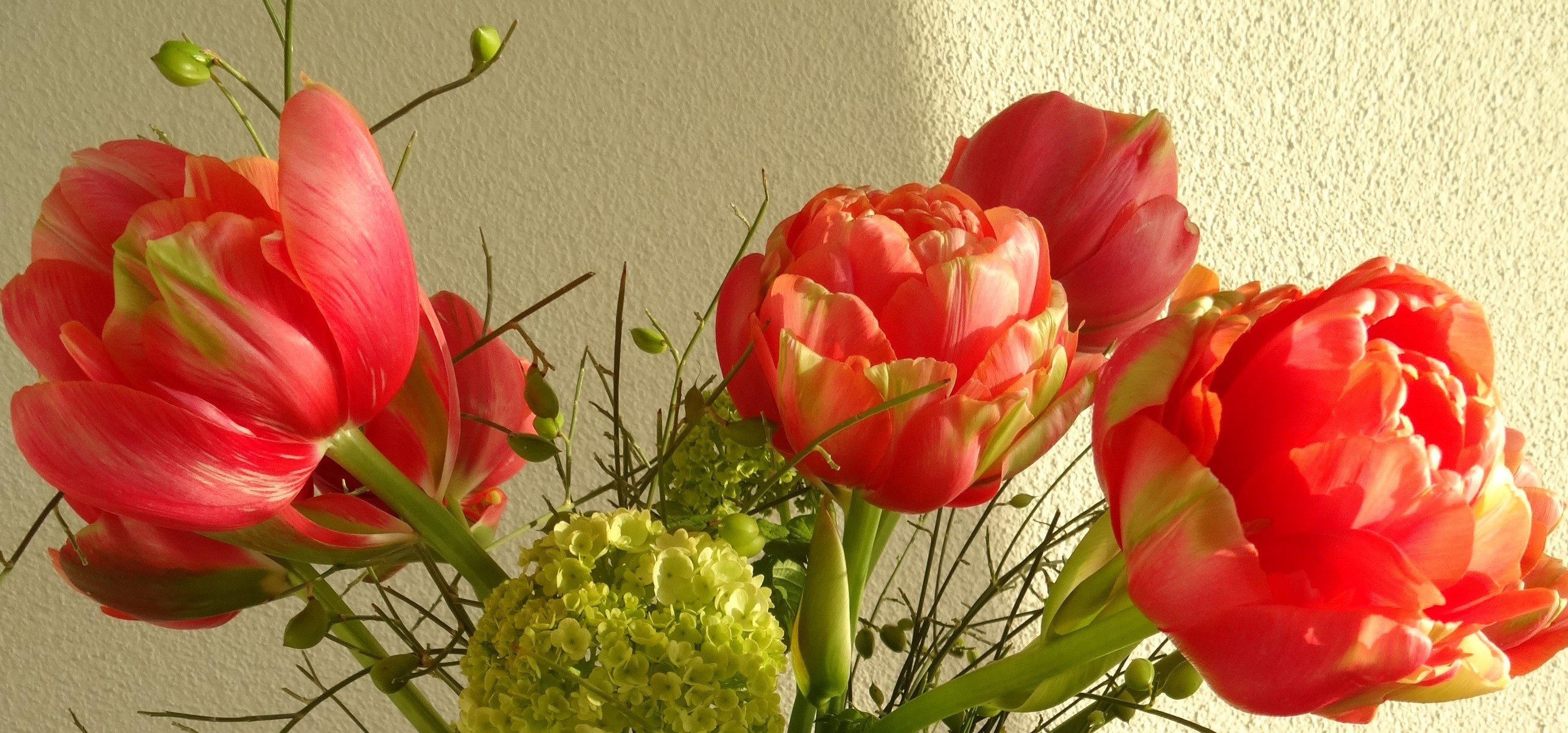 F3 Frühlingsbote Tulpen